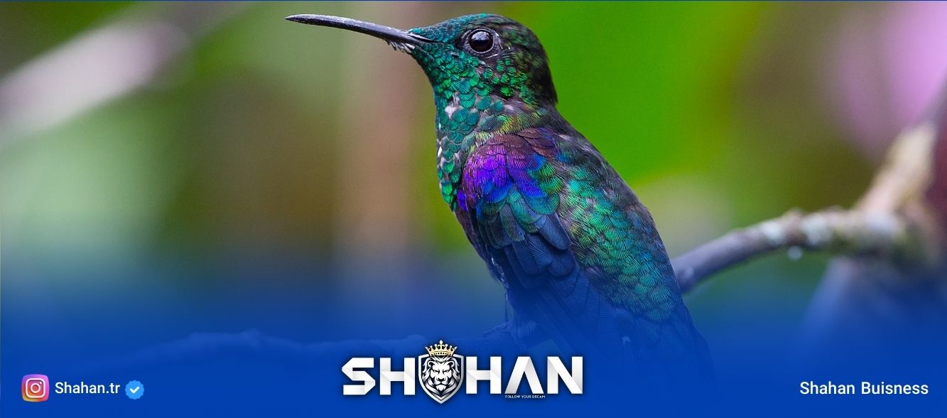 واردات پرنده از ترکیه و شرایط آن