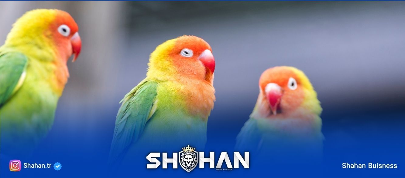 واردات پرنده از ترکیه و شرایط آن