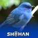 واردات پرنده از ترکیه و شرایط آن